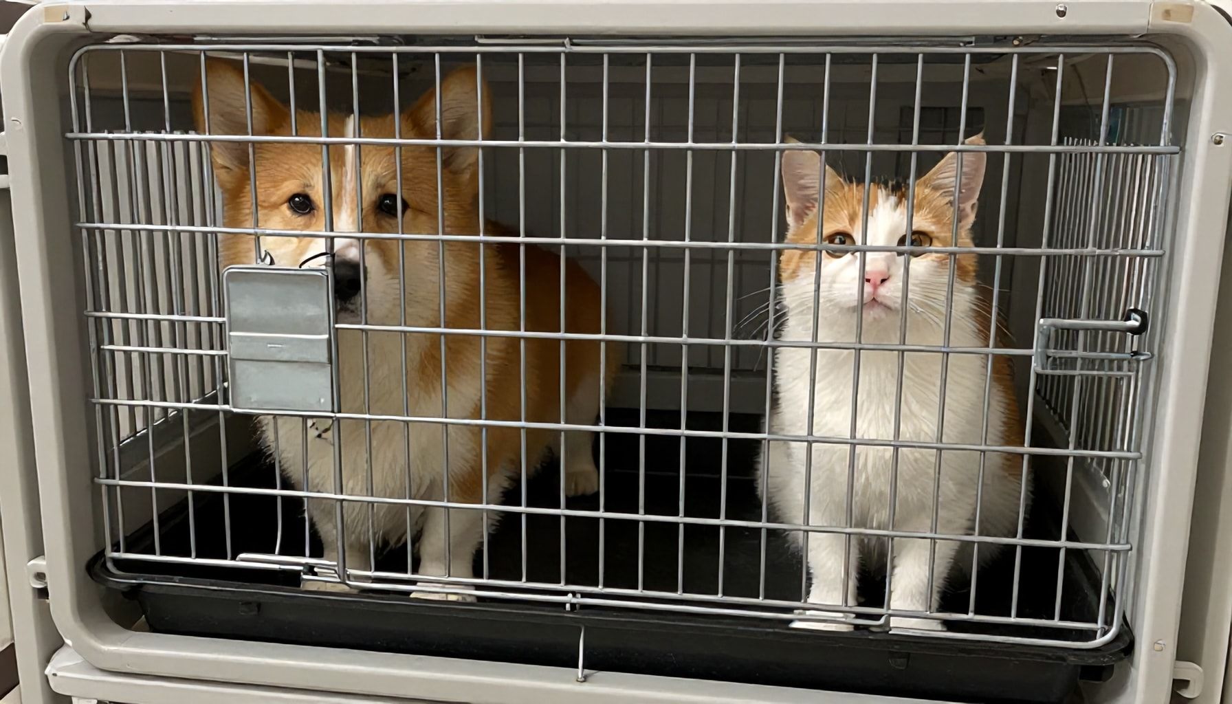 Hayvan Taşıma Kafesinin Neden Önemli Olduğu: Güvenlik ve Konforun Anahtarı*