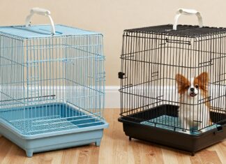 Kuş kafesini ve küçük hayvanları güvenli ve rahat bir şekilde taşıma ipuçları